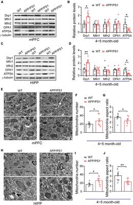 Mitochondrial Deficits With Neural and Social Damage in Early-Stage Alzheimer’s Disease Model Mice